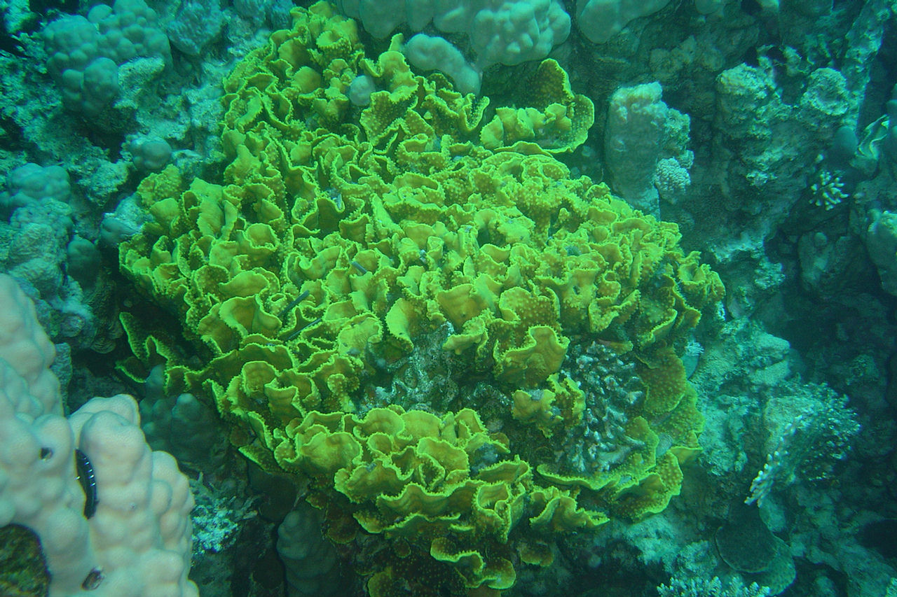 Turbinaria mesenterina